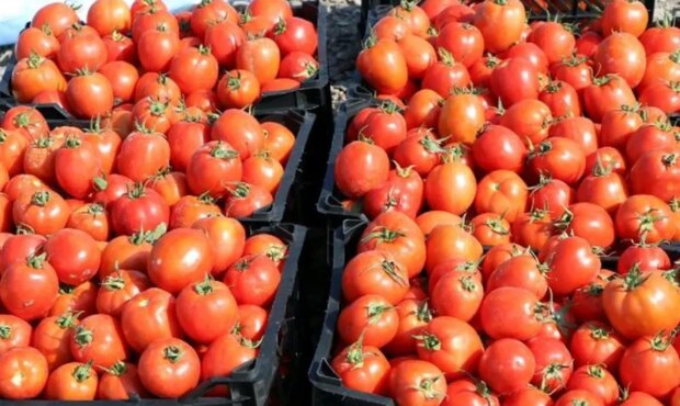 کاهش قیمت گوجه فرنگی طی روزهای آینده