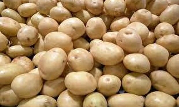خرید قسطی به سیب زمینی و پیاز رسید