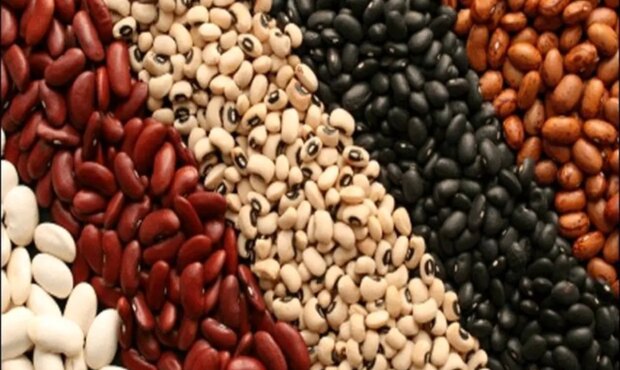 قیمت لوبیا در بازار هم‌قیمت گوشت شد